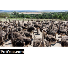 Healthy ostrich chicks and eggs  for sale