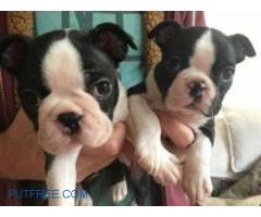 Boston Terrier babies willing to find their new home