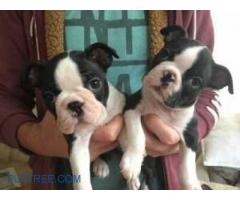 Boston Terrier babies willing to find their new home