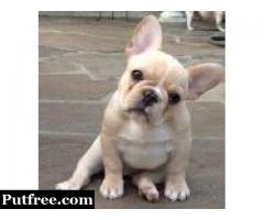 11weeks old french bull puppies for sale now