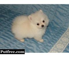 Pomeranian puppies are now ready for sale for a new home