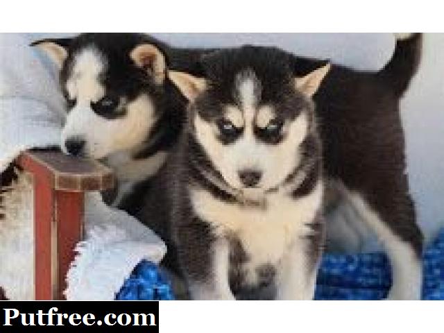 MALE AND FEMALE SIBERIAN HUSKY FOR SALE INTO GOOD HOMES