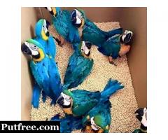 Hyacinth Macaw,Blue and Gold Macaw,African Grey For Sale