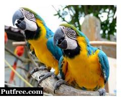 Hyacinth Macaw,Blue and Gold Macaw,African Grey For Sale