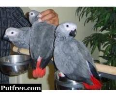 Available Fertile Parrots Eggs, Ostrich and babies parrots for sale