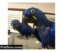 Available Fertile Parrots Eggs, Ostrich and babies parrots for sale