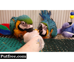 Extremely beautiful baby Macaw blue and gold