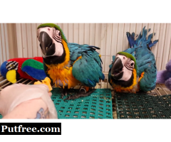 Extremely beautiful baby Macaw blue and gold