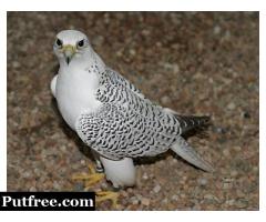Beautiful Falcon Birds for sale