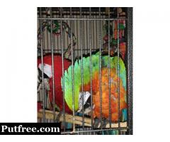 Well tamed Female Catalina macaw