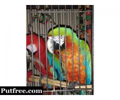 Well tamed Female Catalina macaw