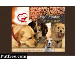 Best Pet Care And Dog Care By Happy Pettings