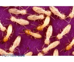Termite control service at chennai - 5 years warranty