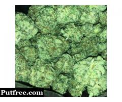 Top shelf CBD medical marijuana