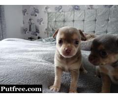 Chihuahua's For Sale Kc Registered