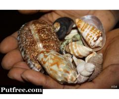 POWERFUL TRADITIONAL SANGOMA FOR FINANCIAL PROBLEMS & LOST LOVERS SPELL CASTER CALL +27782830887