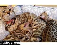Lovely Male And Female Bengal Kittens For Sale.