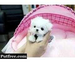 Best Maltese Puppies for Sale