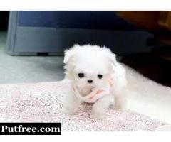 Best Maltese Puppies for Sale