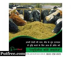 Silage Suppliers in Punjab
