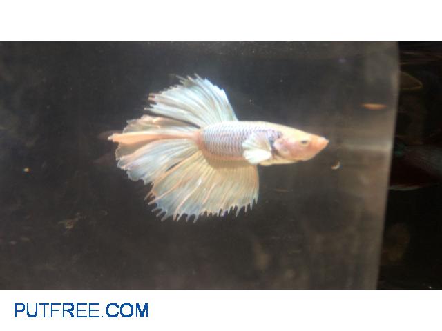 Male Bettas 5 month home breed