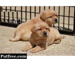 Labrador Puppies for adoption..971-318-3477