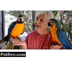 Blue And Gold Macaws