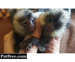Marmoset monkeys available
