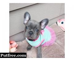 BUY French BullDogs Online NOW