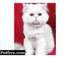 Persian Kittens for Sale Near Me