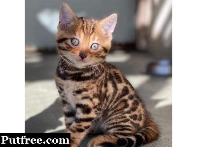 Adorable Classy and Exotic Bengal Kittens for Sale