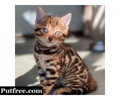Adorable Classy and Exotic Bengal Kittens for Sale