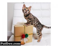 Classy Bengal Kittens for Sale in USA