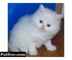 Adorable and Classy Persian Kittens for Sale