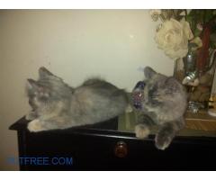 PERSIAN CATS  FOR SALE