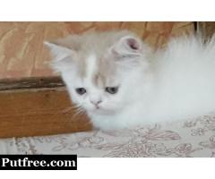 Semi punch kittens for sale