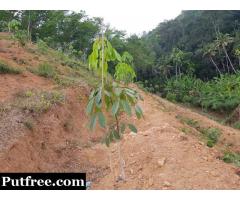 5.75 Acres of Rubber Plantation for Sale