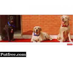 Home Base Dog Boarding, Dog Care in Gurgaon, Delhi - Happy Pettings