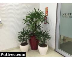 Indoor and Outdoor Plants on Rent Services in Gurgaon
