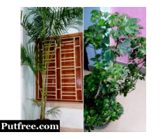 Plant Which Enhance the Beauty of Room & Also Decorate House