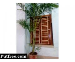 Plant Which Enhance the Beauty of Room & Also Decorate House