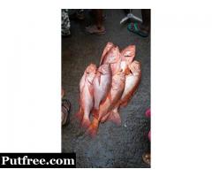 AAA FRESH SEA FOOD supply. FISH, PRAWN, SQUID and Crab at your Door Step