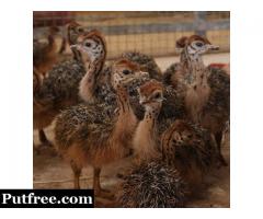 Healthy ostrich chicks, hatching eggs  and other Birds for sale