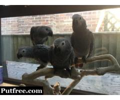Adorable Talking parrots for sale
