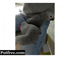 Talking African Grey Parrot Babies with Cage