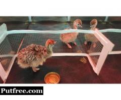 Ostrich chicks and fertile ostrich eggs for sale