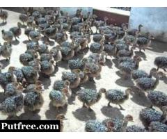 Tame ostrich chicks of various ages for sale