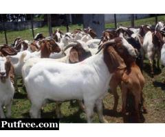 Male & Female Boer Goats For Sale